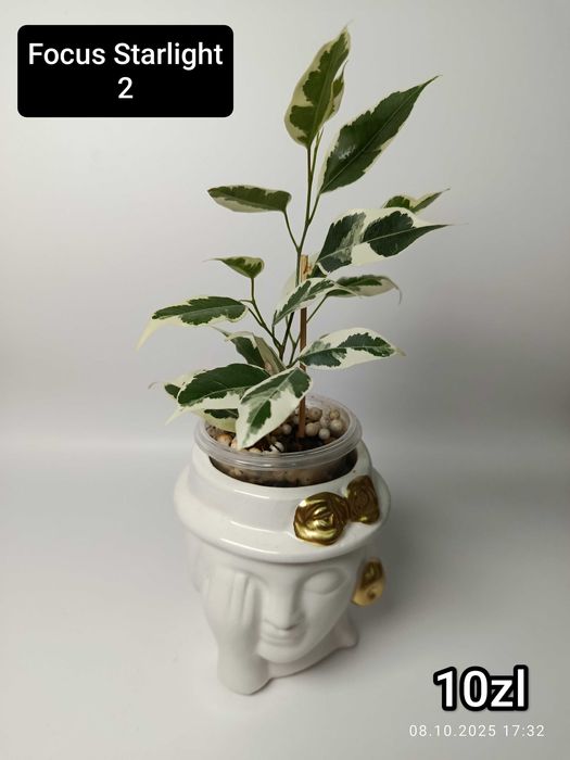 Maria Plants Ficus Starlight sadzonki