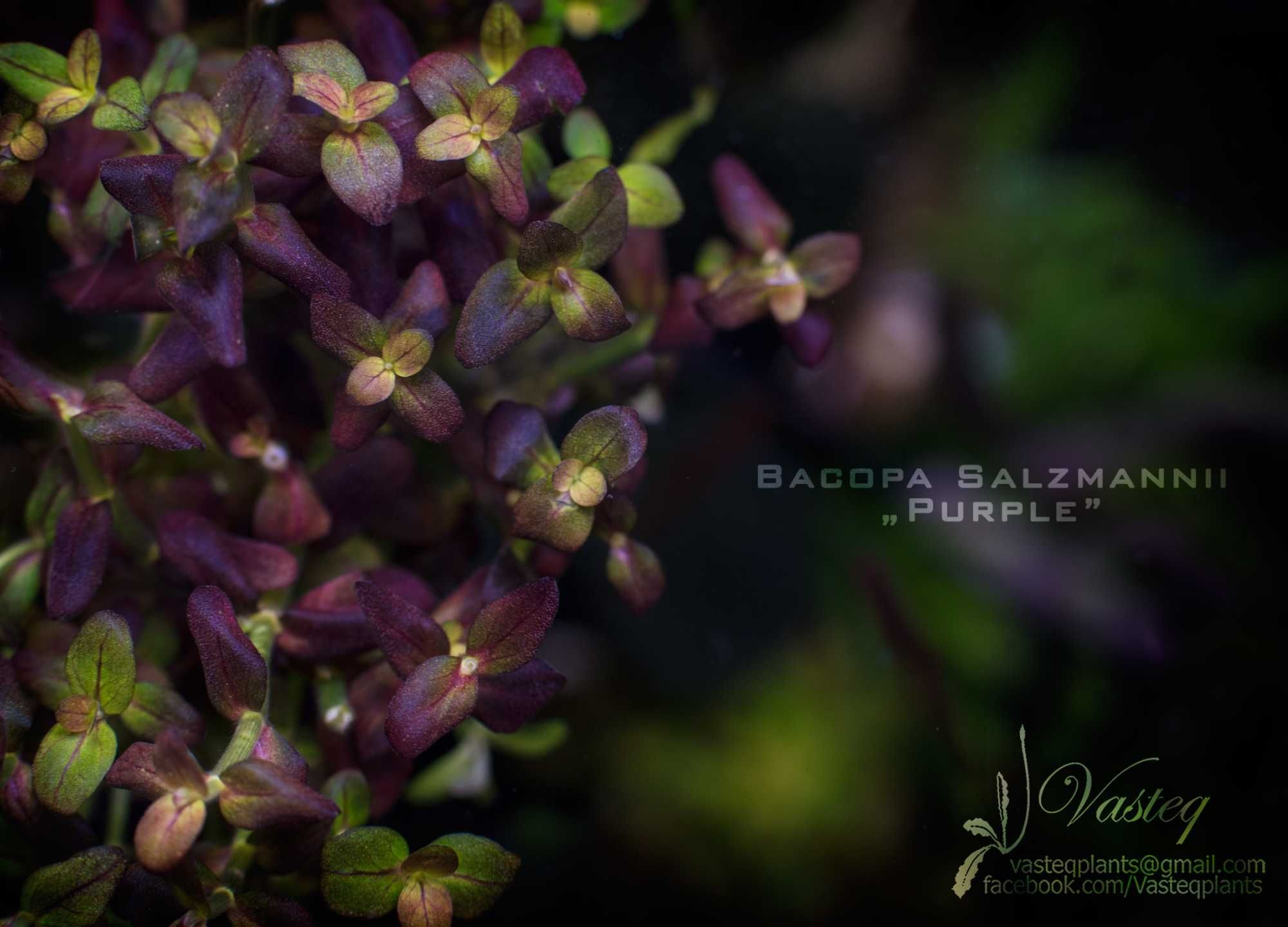 Bacopa Salzmannii Purple