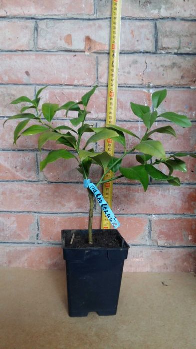 Лимон, мандарин, клементин. Цитрус