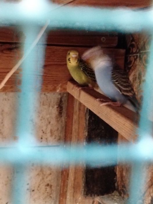 Piriquitos novos 4 a 5meses em princípio são dois casais