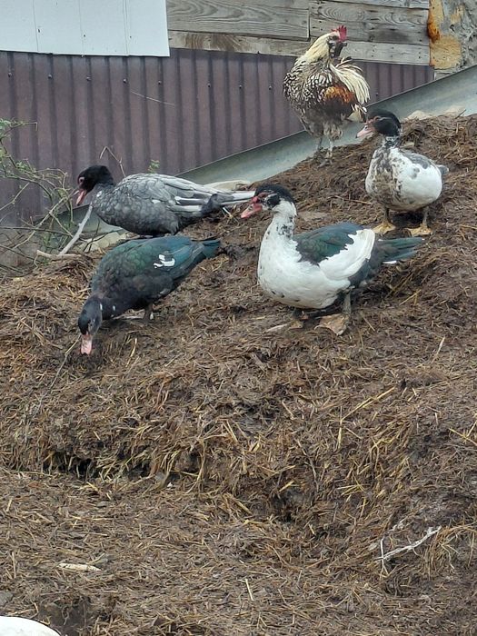 Продам уток шипуни