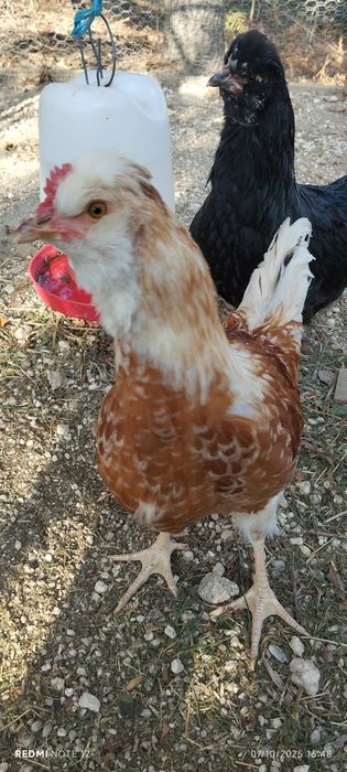 Galo cruzado excelente exemplar