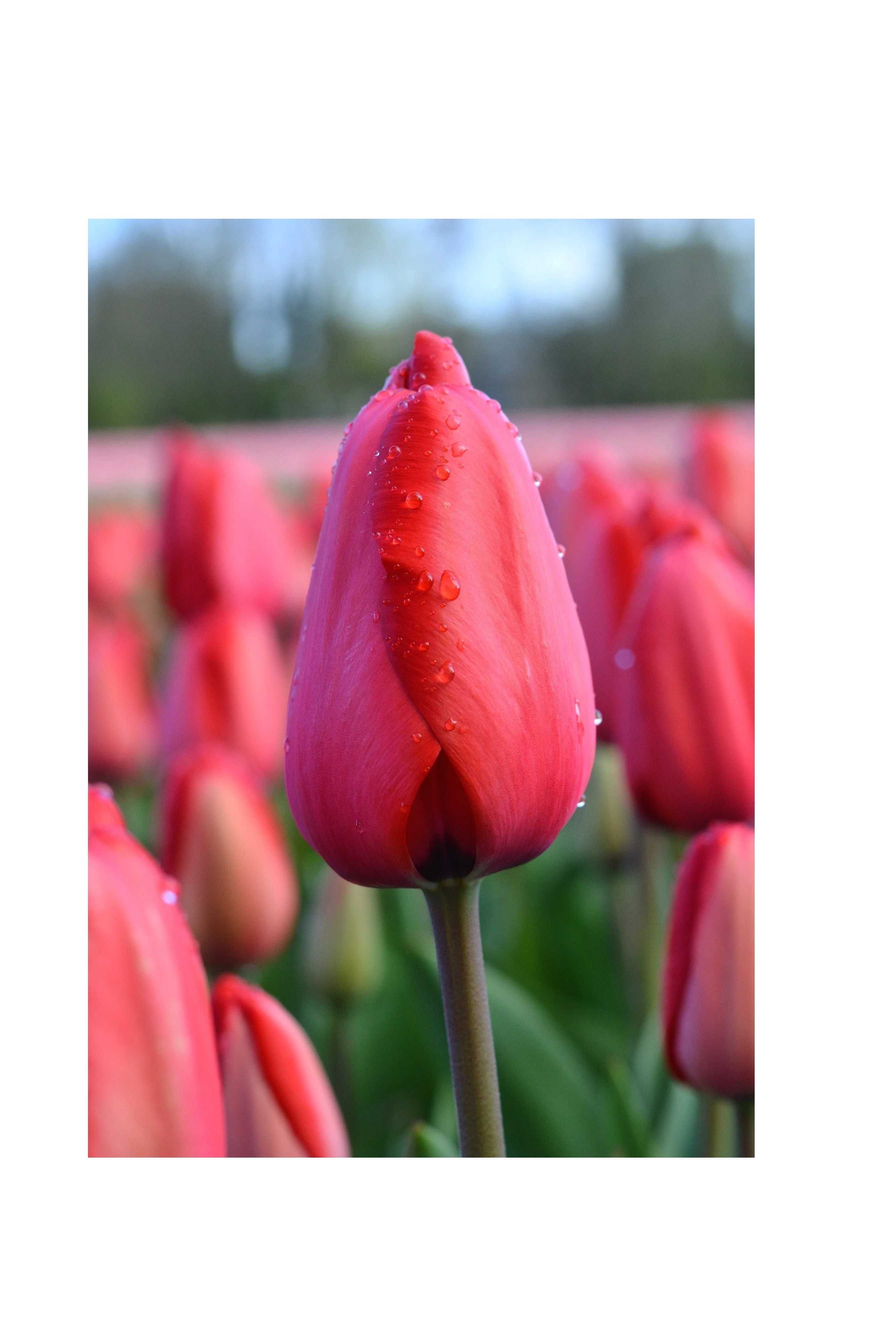 TULIPAN Czerwony 25 szt Cebulki Tulipanów Czerwonych TULIPANY Czerwone