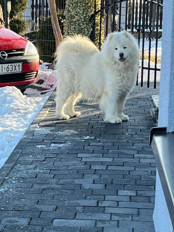 Samojed/samoyedy Fci ,ZKwP