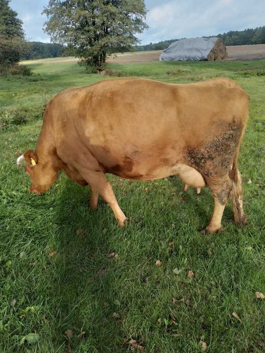 Krowa z roku 2018
