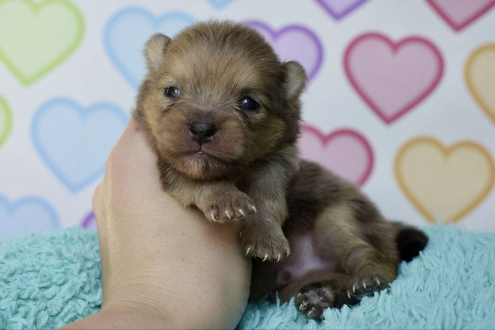 Pomeranian szpic miniaturowy orange sable