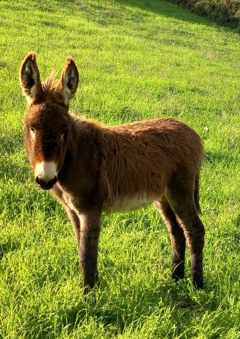 Vendo Burro com seis meses