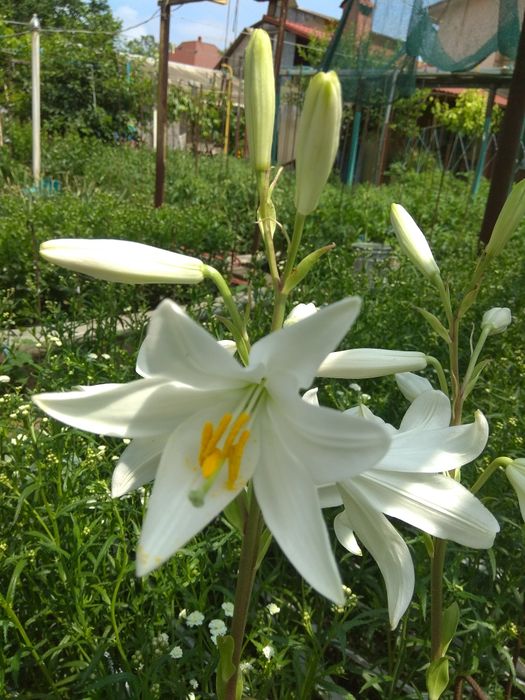 Луковицы лилии белой