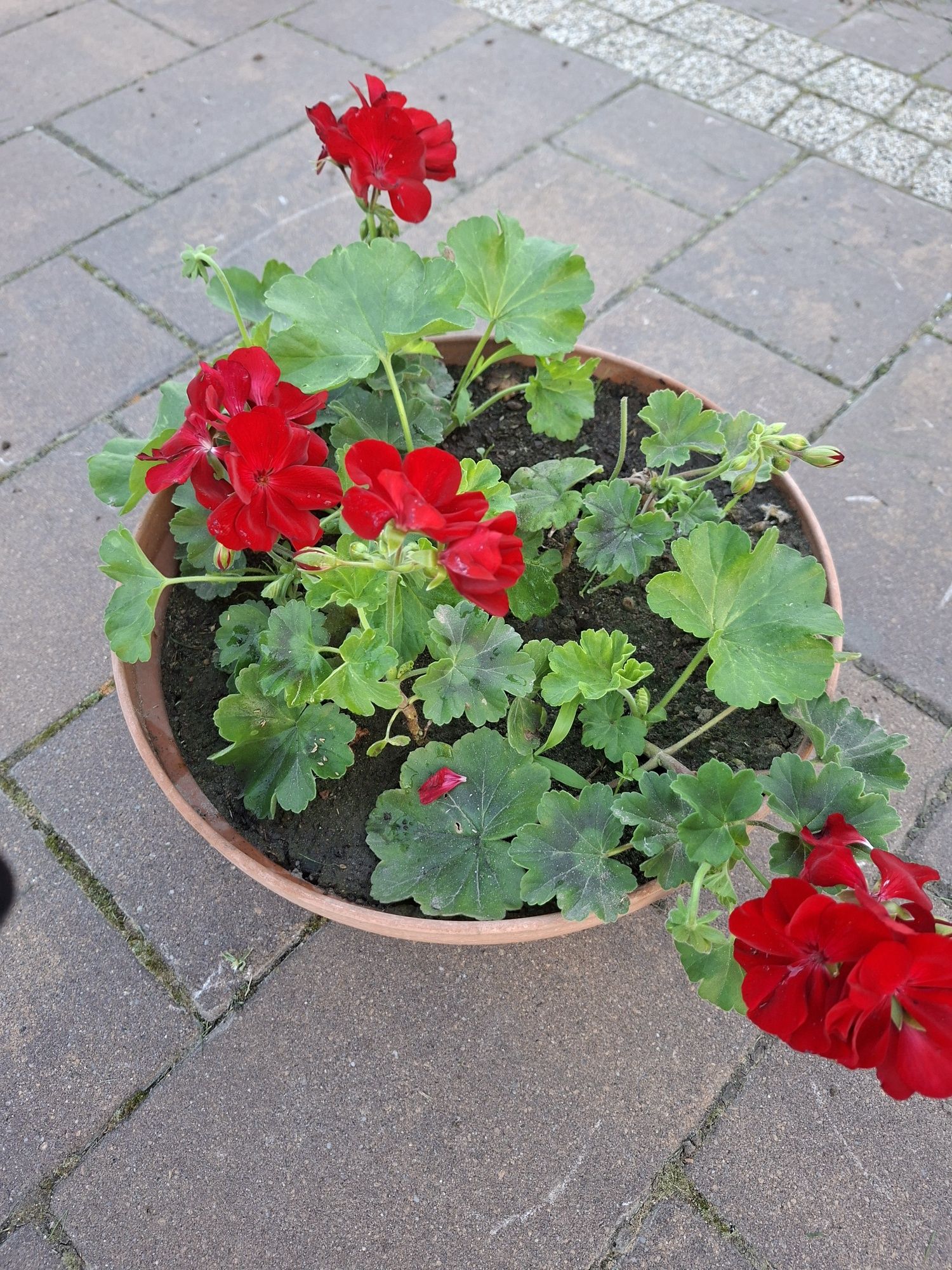 Pelargonia hybrydowa