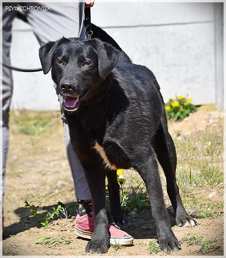 Gambit - mam wielkie serce, pokochaj mnie!