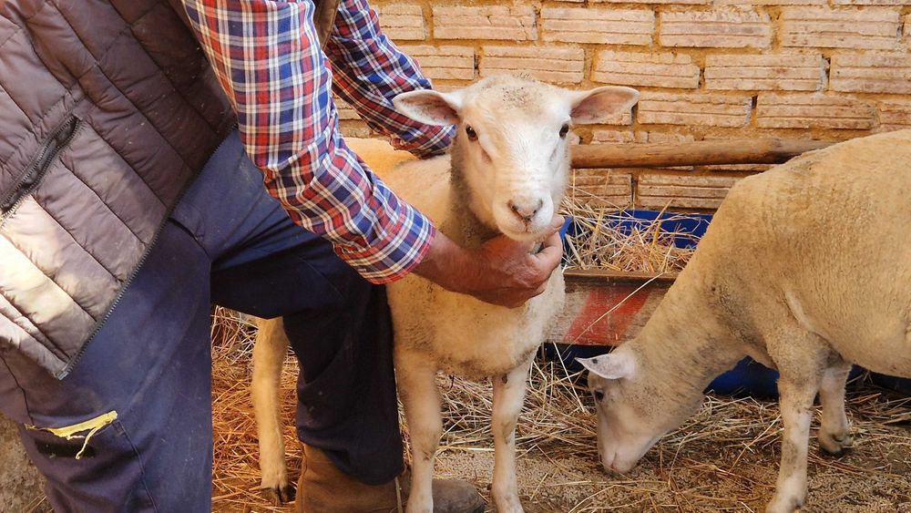 Trato 2 borregos TEXEL (disponível até 30nov2025)