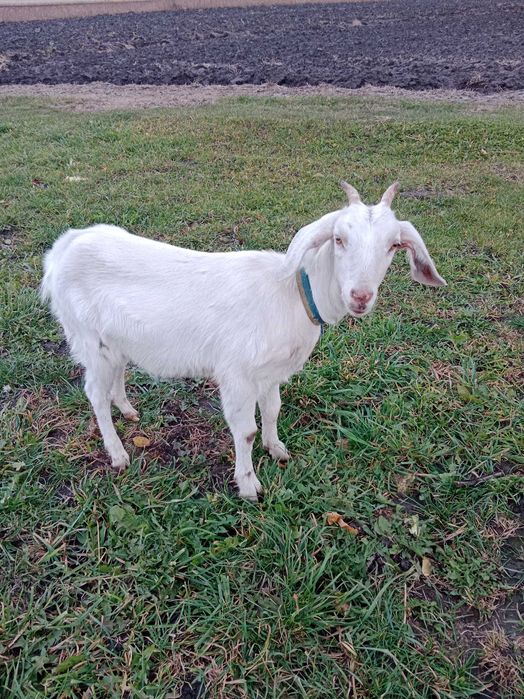 Продам англонубійка 75%