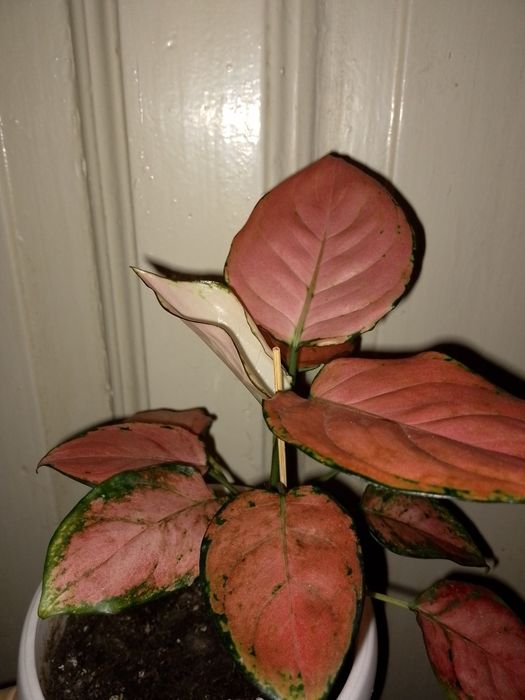 Аглаонема "фламинго"