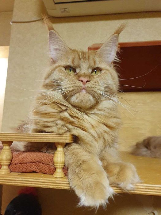 Така " коробочка " тільки у нас ) Неймовірна Фрея !