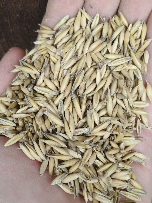 Sprzedam Owies Rambo / pszenica paszowa i konsumpcyjna / jęczmień