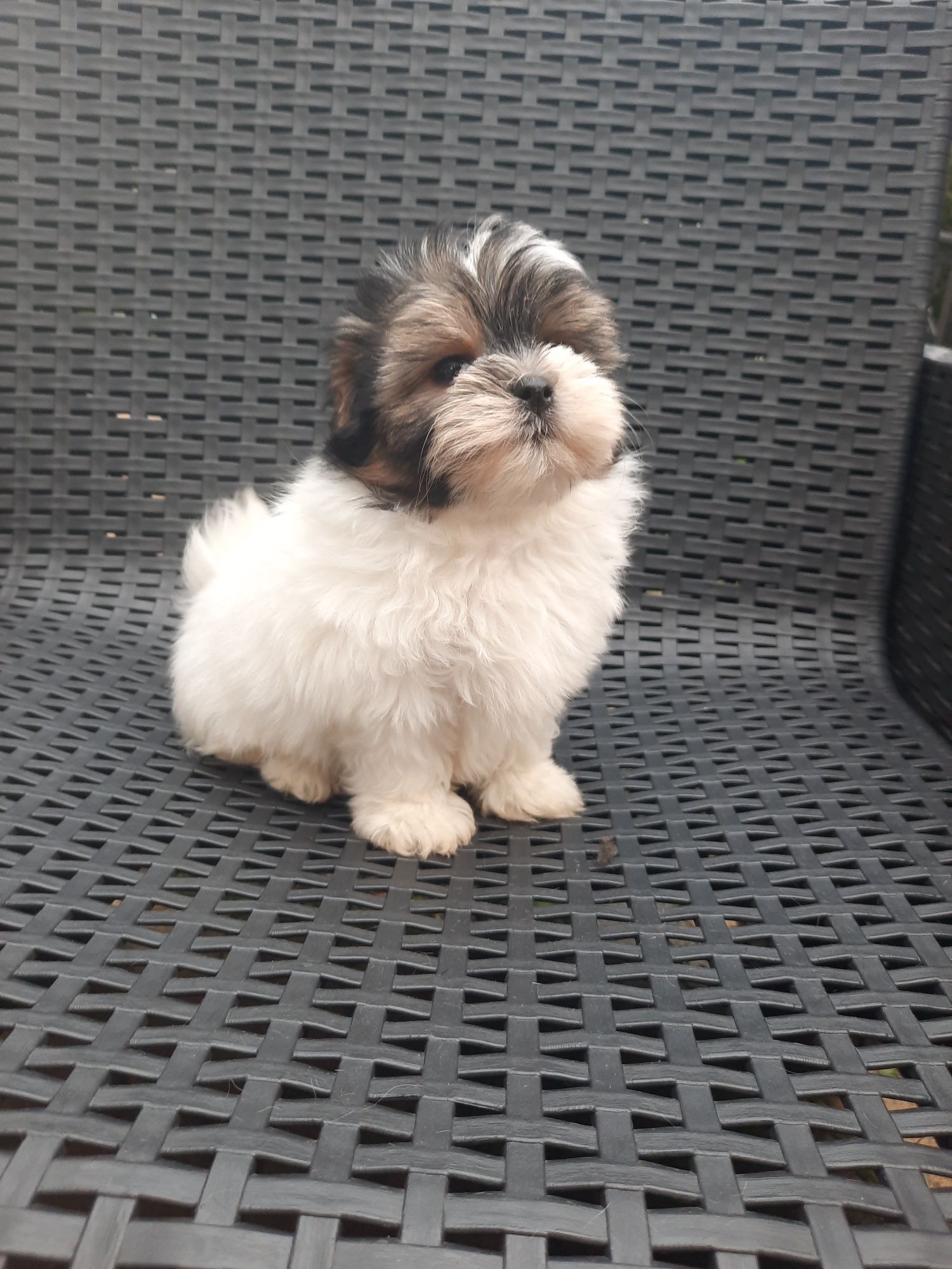 Yorkshire Terrier Biewer samiec