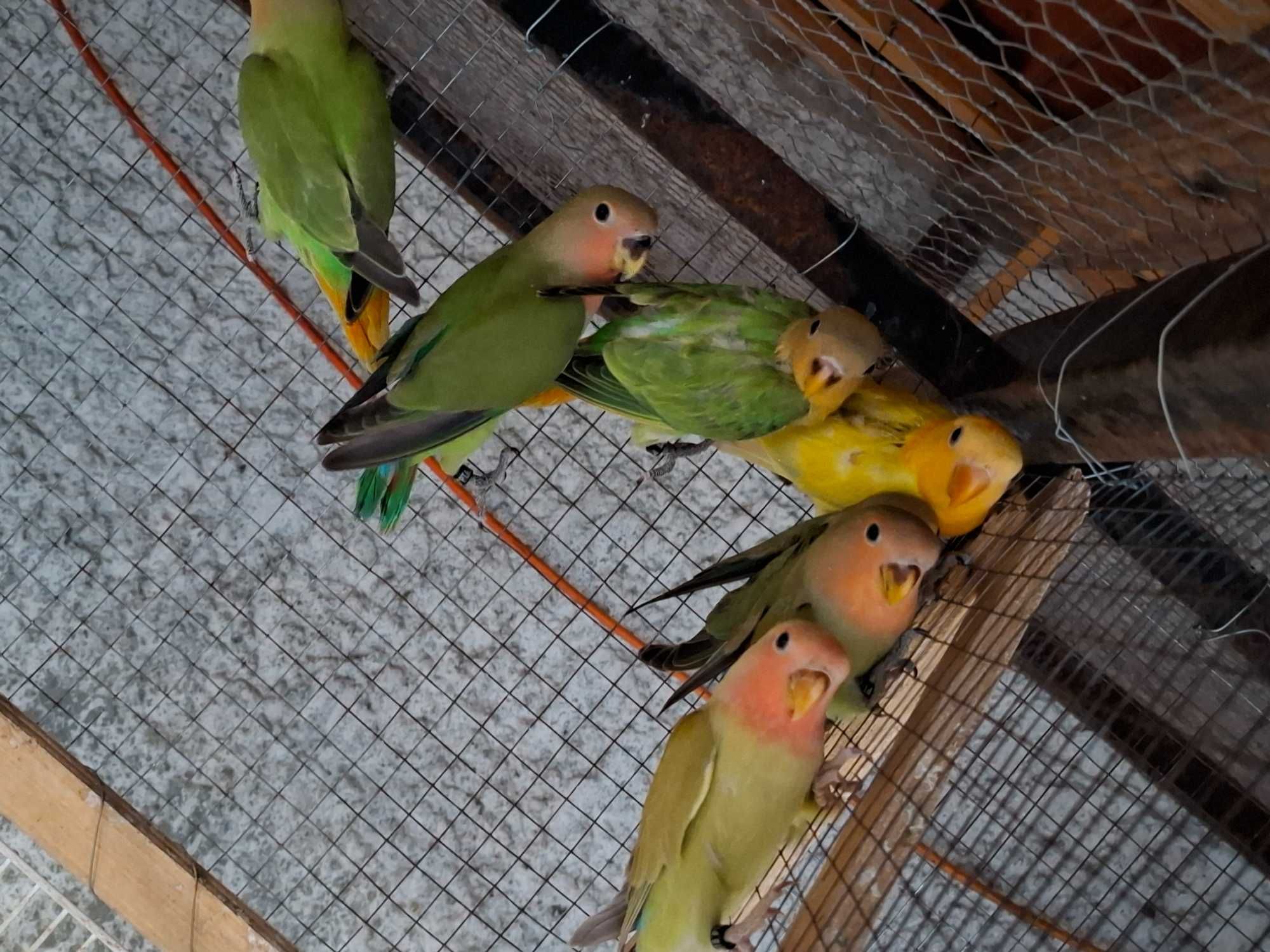 Agapornis deste ano para cedencia