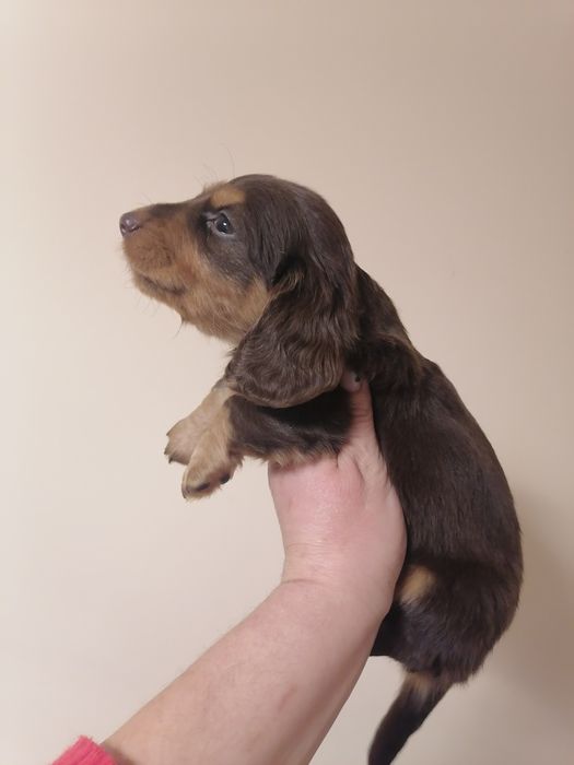 Таксята від мраморного татуся