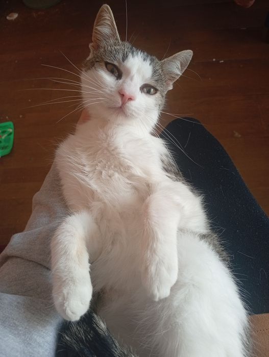 Mam na wydanie kotkę i kota