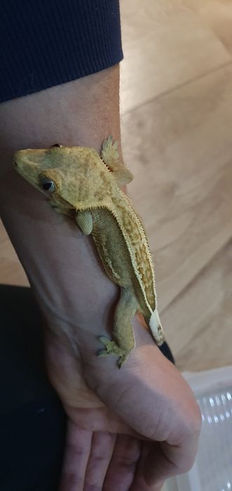 Gekon orzesiony z terrarium, wystrojem i suplementami