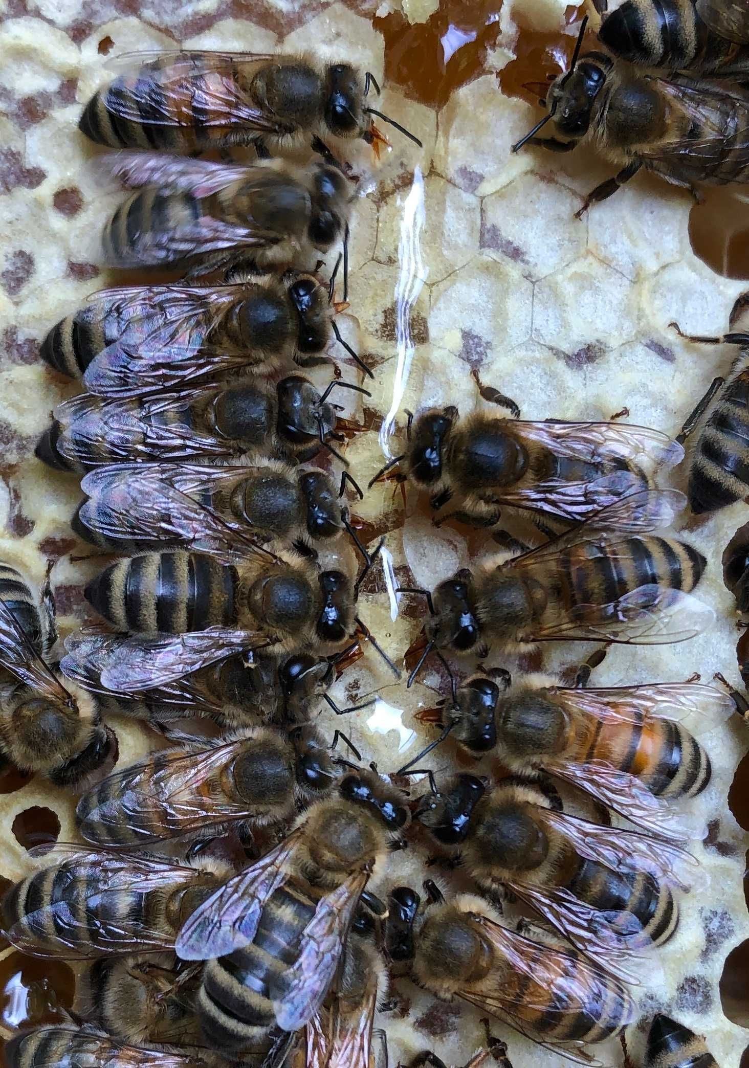 Miód pszczeli nawłociowy, wielokwiatowy i spadziowy 1,2kg