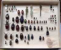 Небольшая коллекция бабочек, жуков и др. насекомых Украины