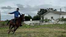 cavalo luso arabe