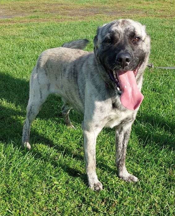 Rocky pies do adopcji