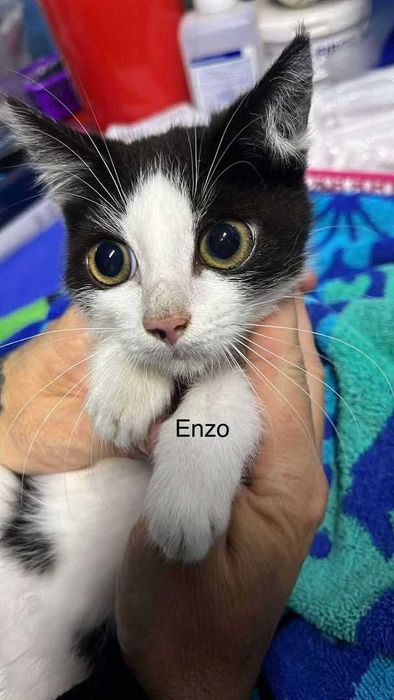 Pilne!! 6 mcz piekne wyjątkowe kotki czekają na opiekuna Żychlin