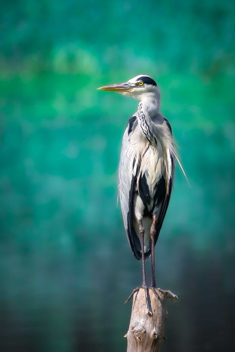 Telekonwerter Sony SEL14TC, zoom 1,4x, Sony E