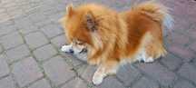 Szpic - Pomeranian