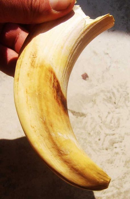 Wielki Kieł Dużego Hipopotama z Egiptu