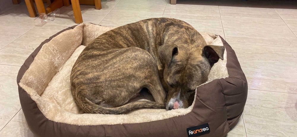 Legowisko dla psa kota posłanie poduszka zwierzęta pies kot NOWE