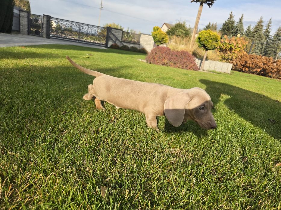 Jamnik Isabela piesek