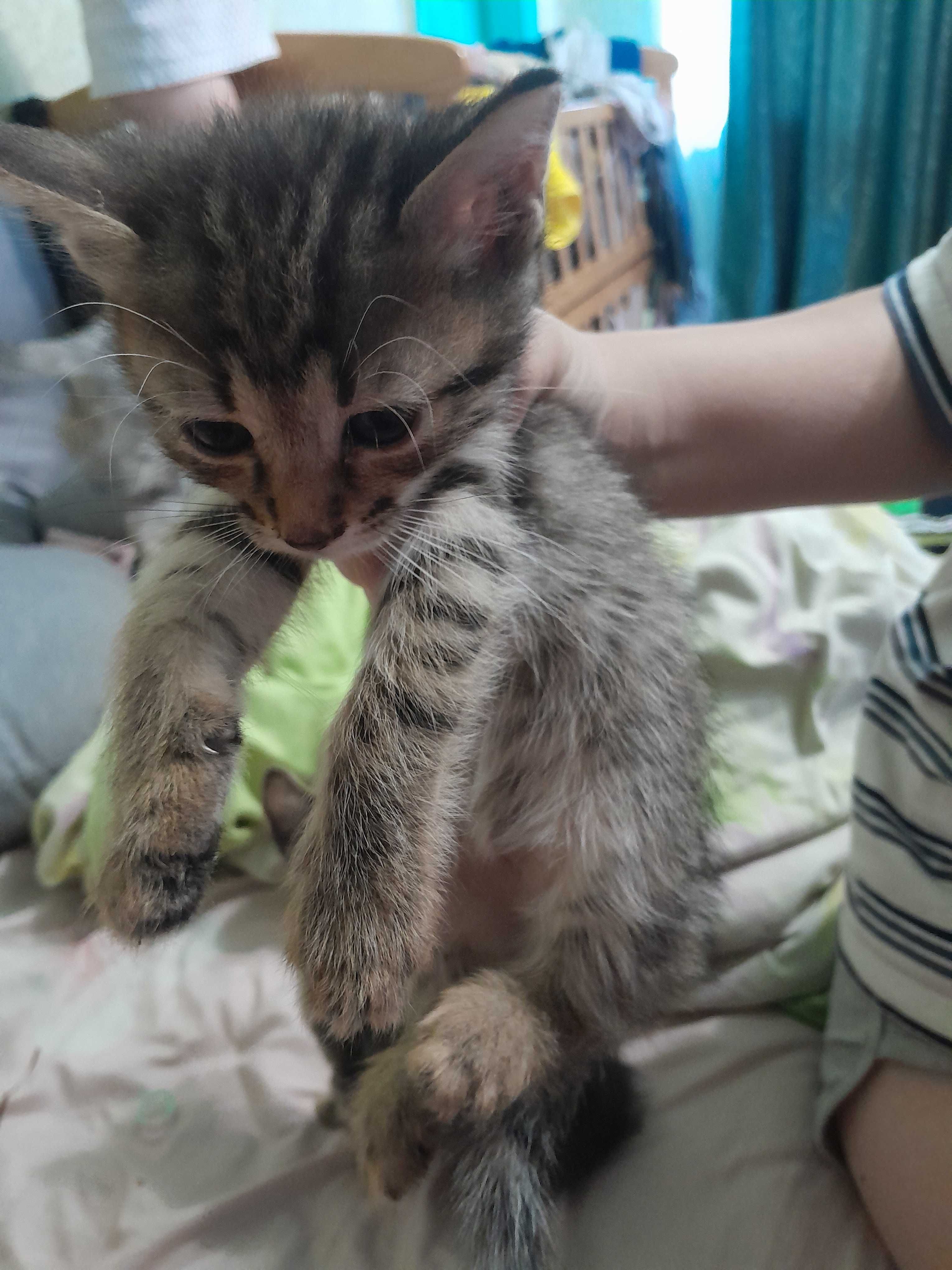 Отдам  милых котят в добрые руки