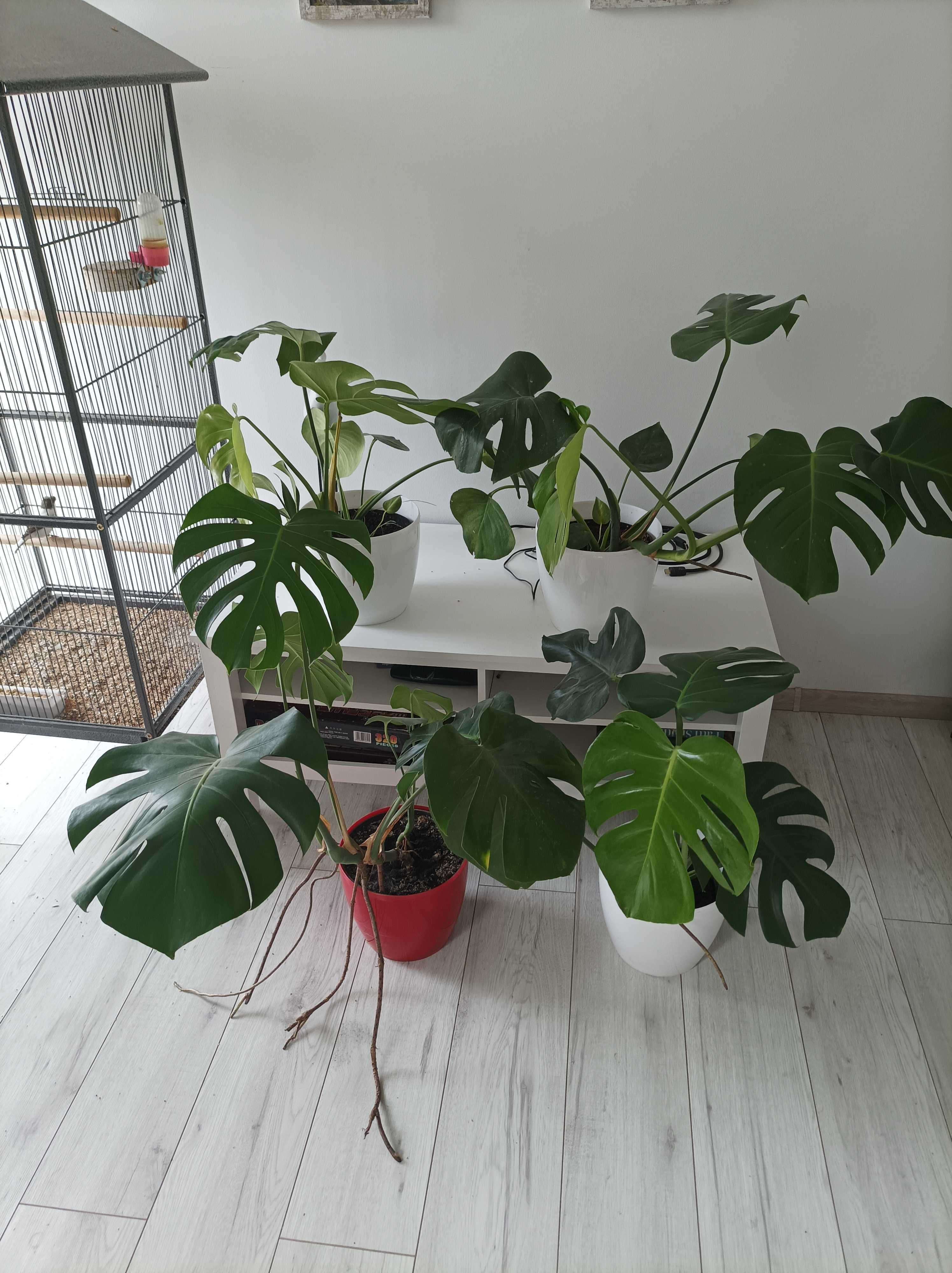 Duża Monstera roślina