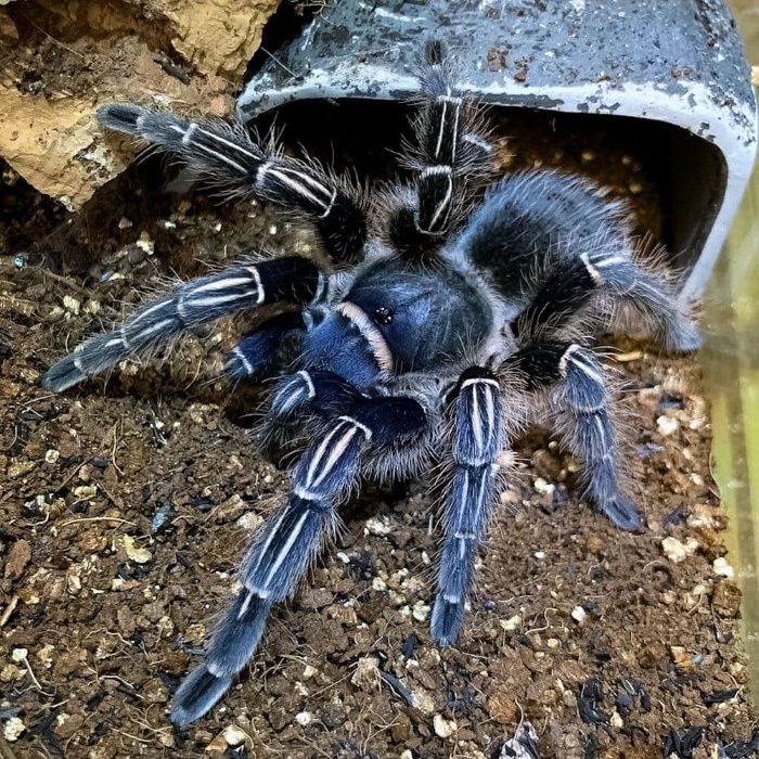 Aphonopelma seemanni самка паука птицееда для новичков по Украине