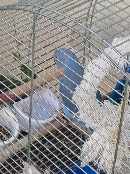 Aleksandreta obrożna