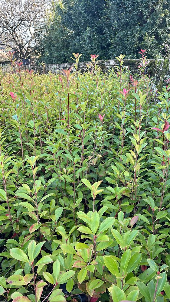 Photinia Red Robin / Carre Rouge -50CM - 100cm - 150cm