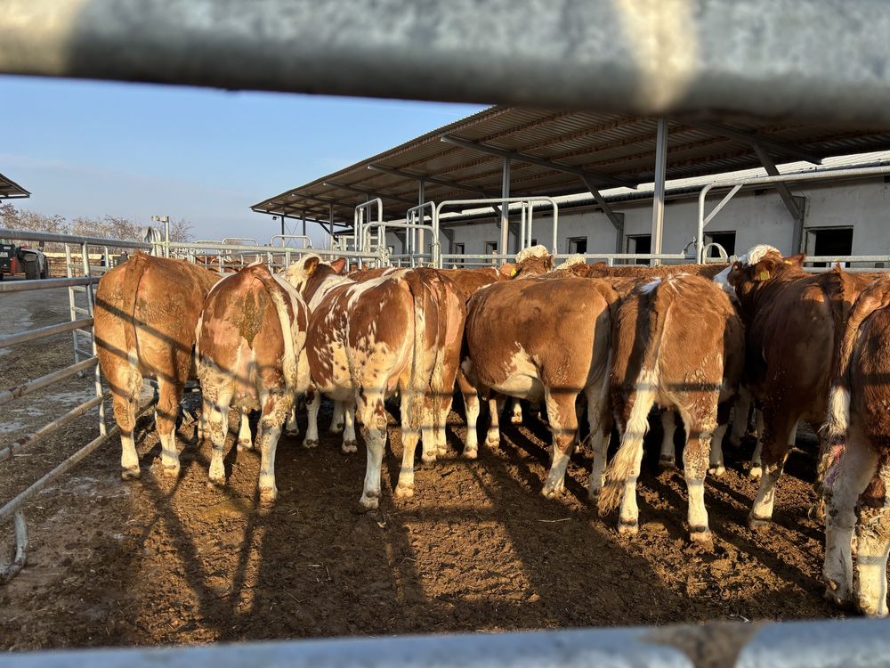 Jałówki cielne krowy mleczne Simental SM SIM Simmental