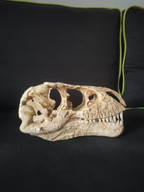 Czaszka Dinozaura (głowa, szkielet)