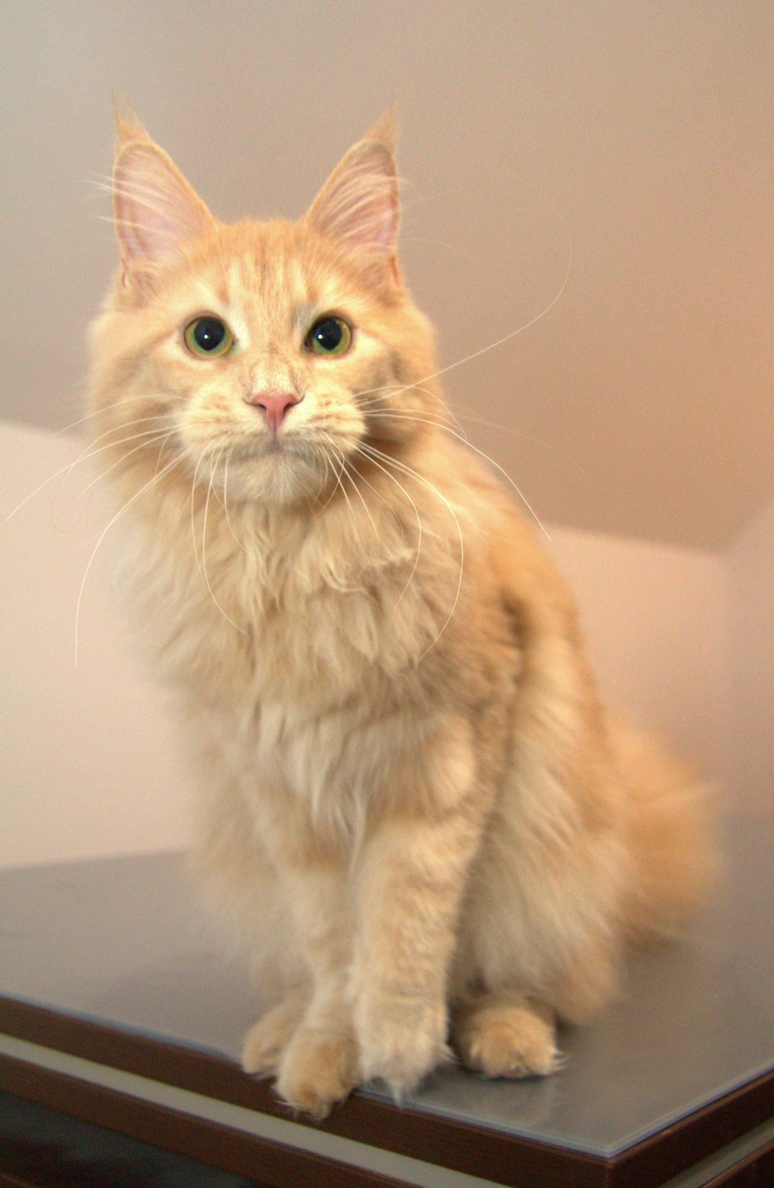 Maine coon koteczka Joelyn
