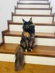 Kotka Maine Coon szylkretka na rozpłód do hodowli reprodukcji