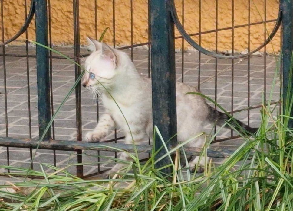 Snow gathino de bengala (fêmea)