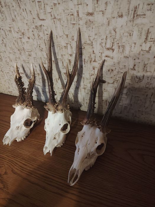 Poroze kozła bardzo ładne