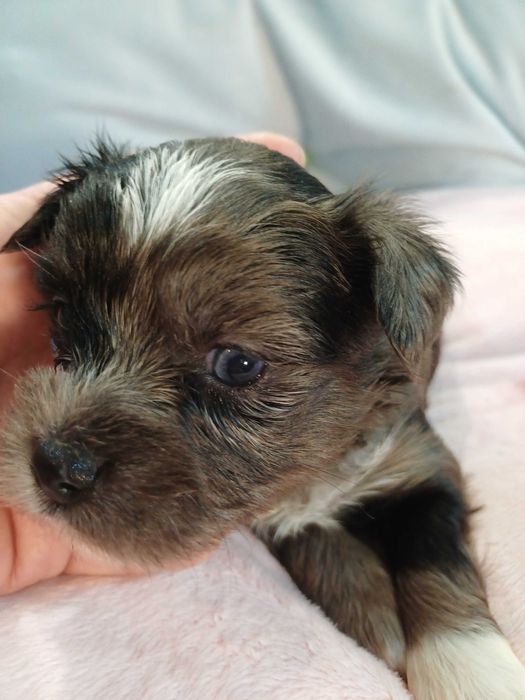 ARIA blue merle z niebieskim okiem