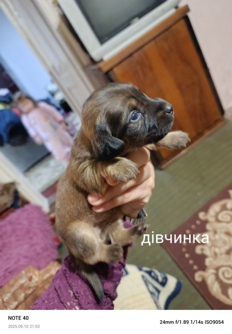 Віддам песиків в добрі руки