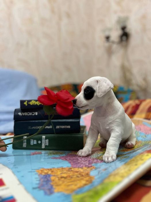 Джек Рассел терьер