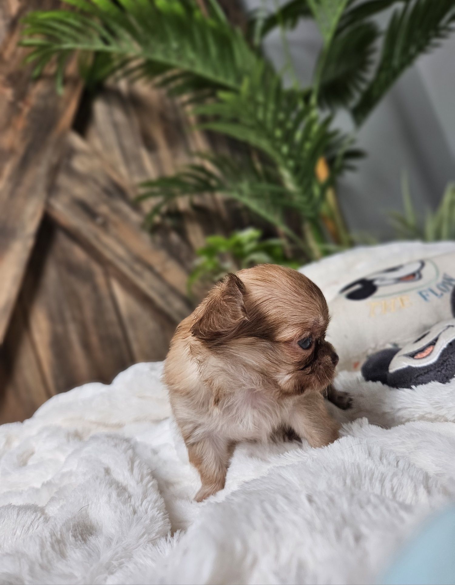 Chihuahua malutka