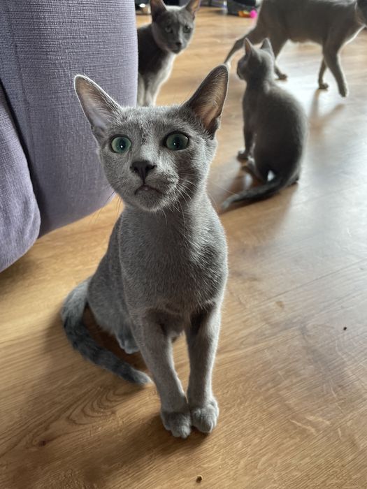 Koty, kocięta, koteczki Rosyjskie Niebieskie z rodowodem WCF